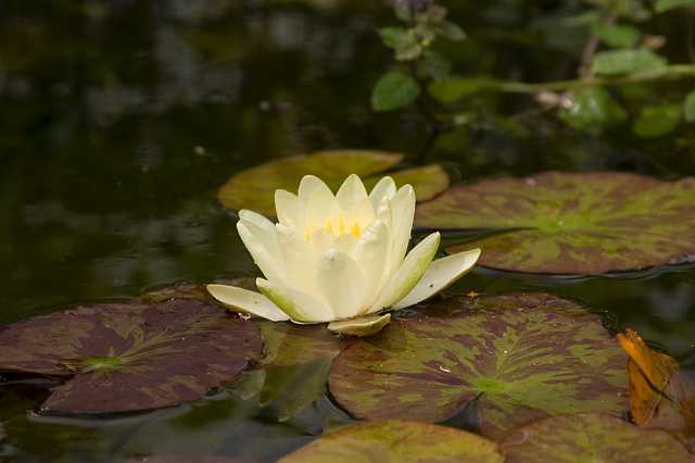 FH_VP_4281(Nymphaea marleacea yellow).jpg